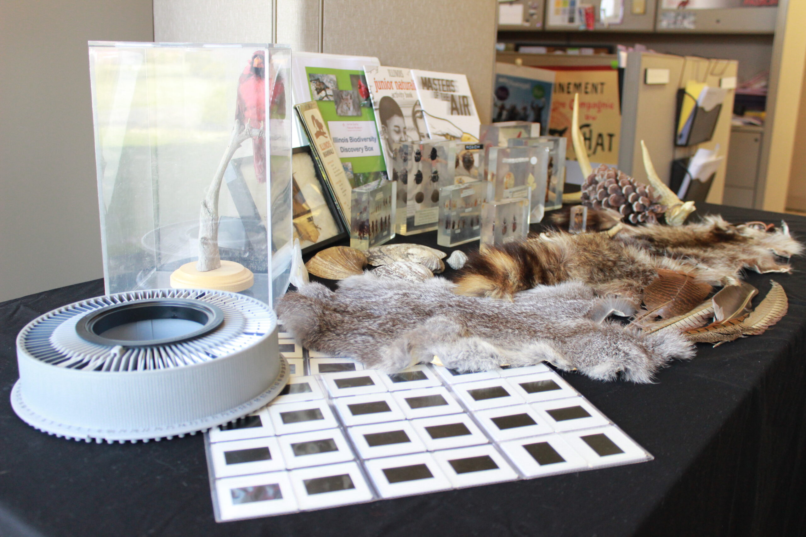Discovery Box from the Jurica-Suchy Nature Museum