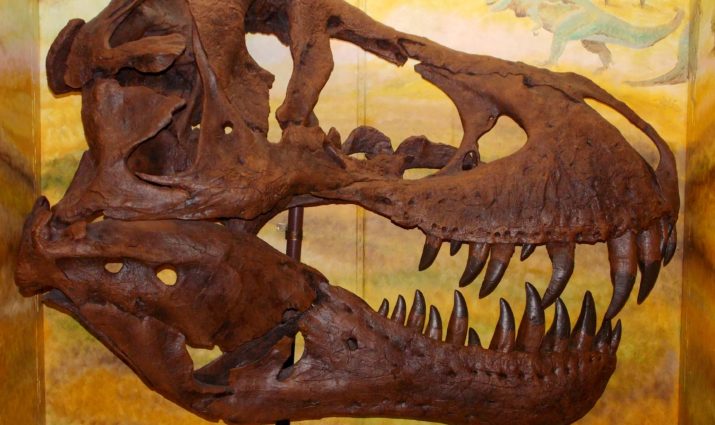 T-Rex at the Jurica-Suchy Nature Museum