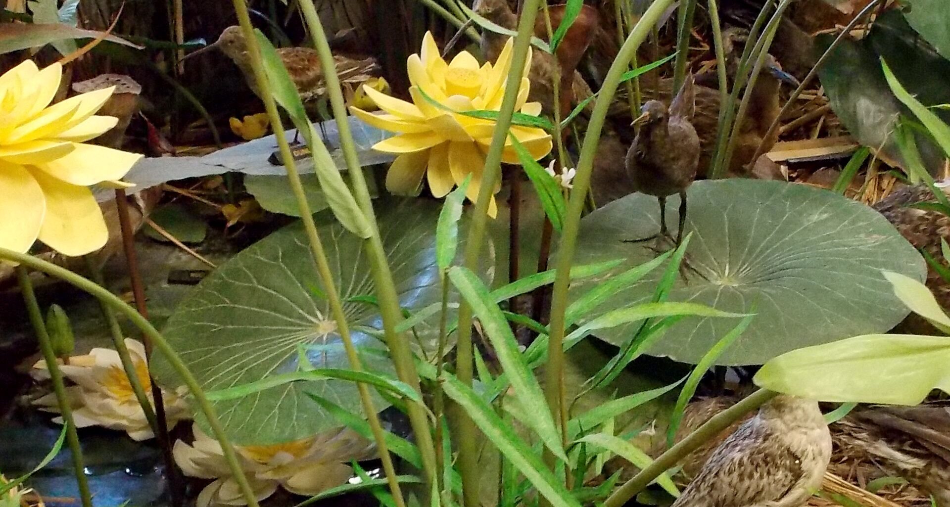 wetland yellow flower