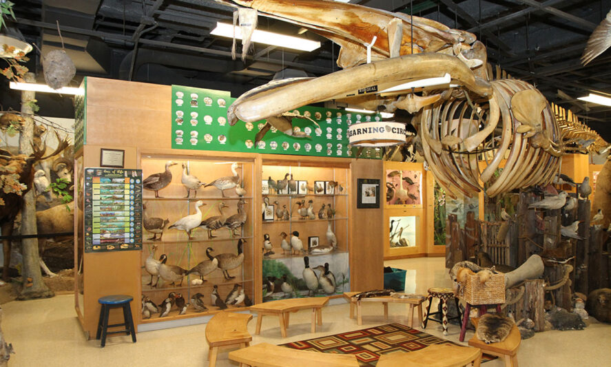 Learning Circle with Whale on the ceiling in the Jurica-Suchy Nature Museum