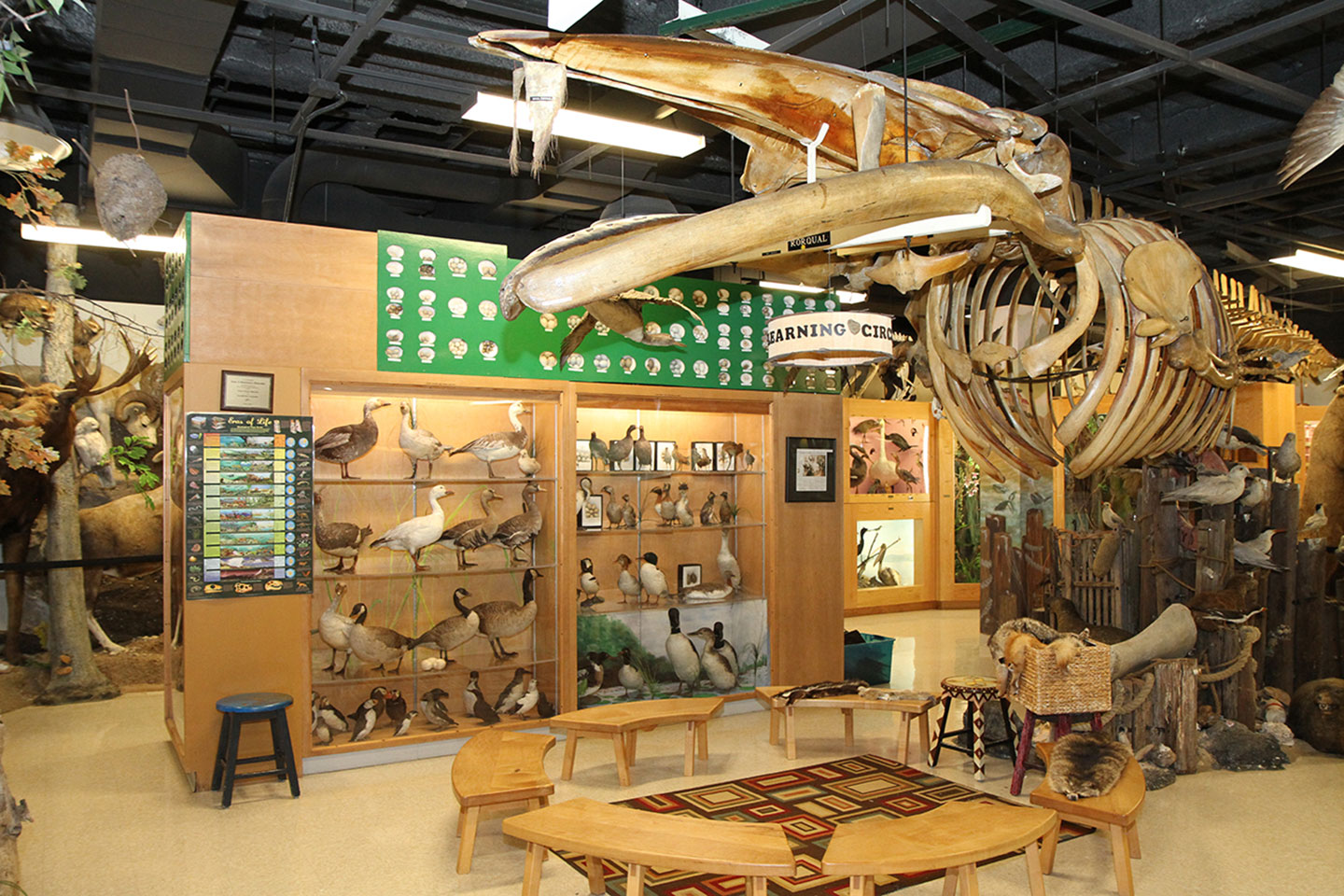 Learning Circle with Whale on the ceiling in the Jurica-Suchy Nature Museum