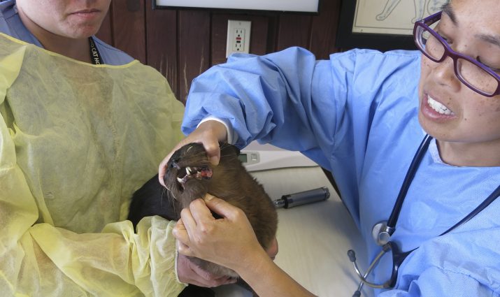vet with cat