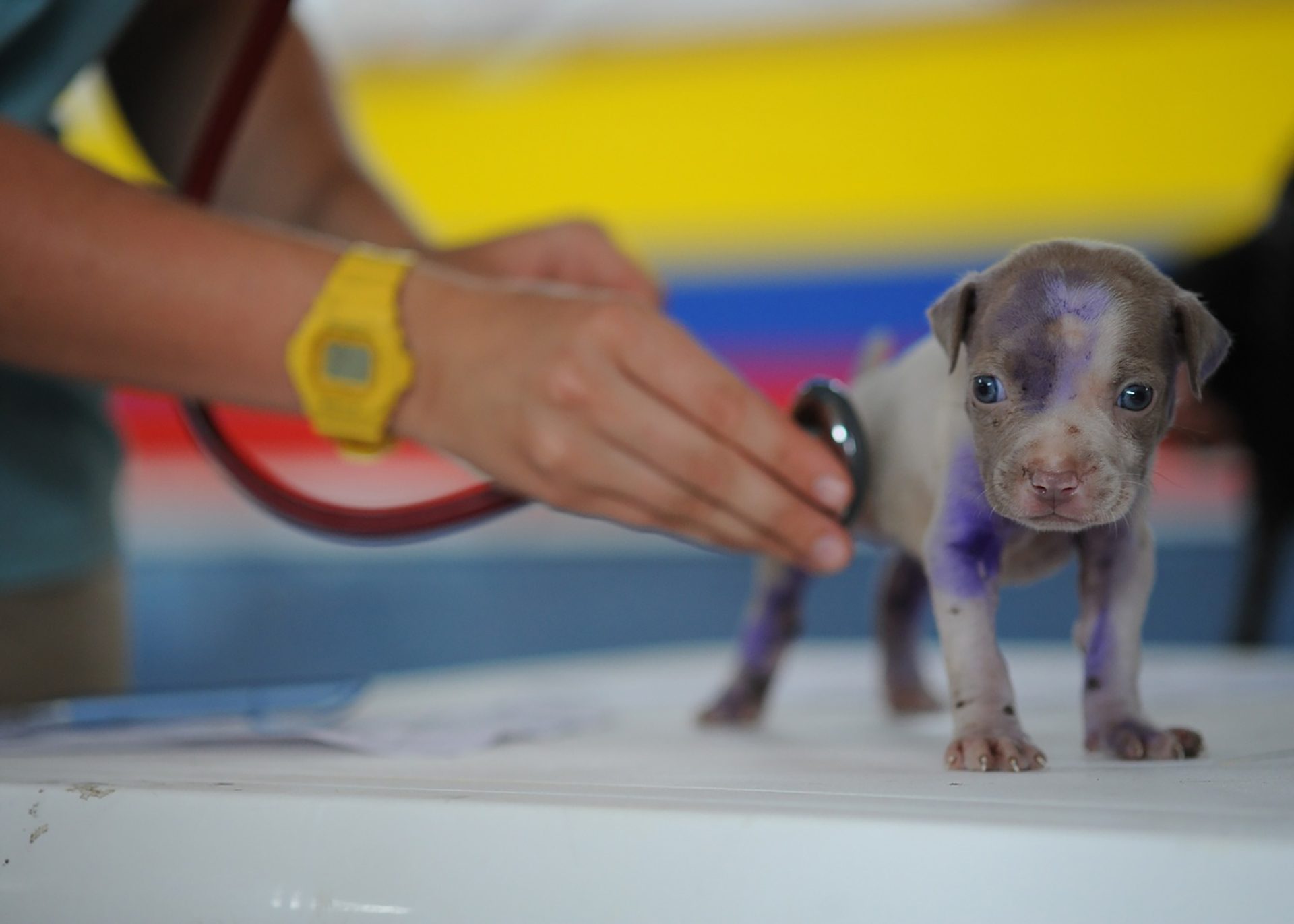 tiny puppy getting examined with stethoscope; pre-veterinary medicine