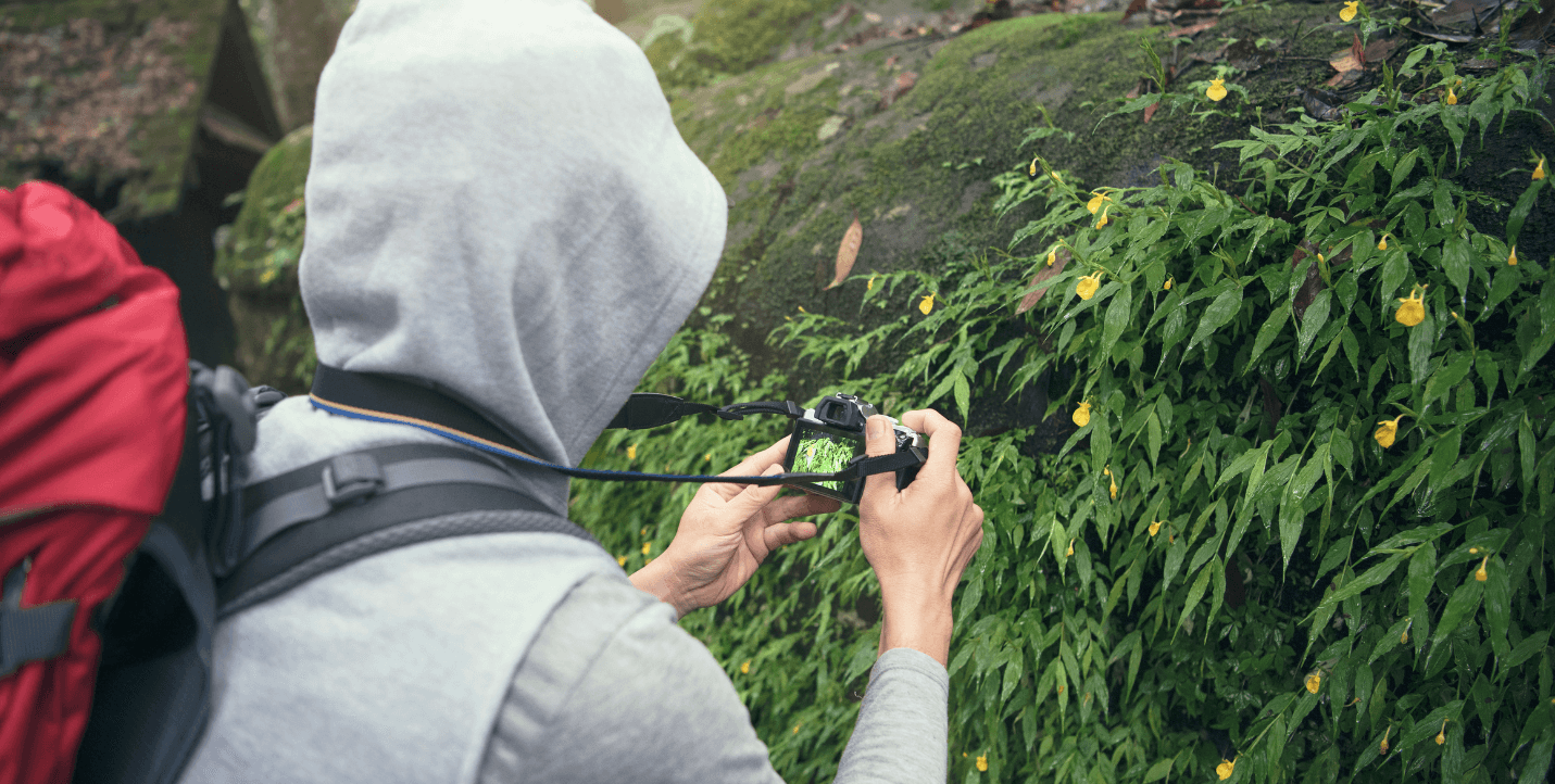 student taking close up photo of a bush - environmental science minor
